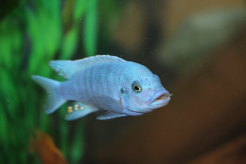 Maylandia estherae 'Minos Reef'